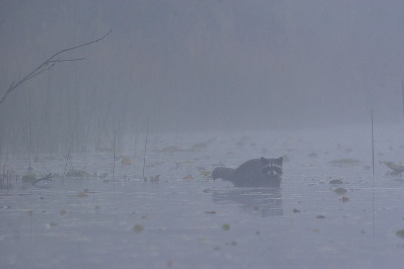 Racoon In Shallows Of Lake Sammamish In Morning Fog
